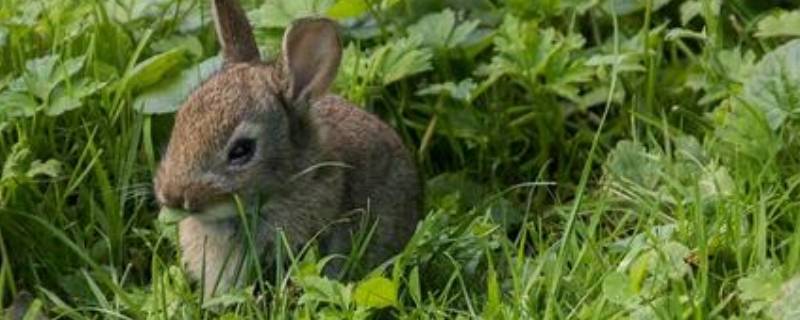 野兔子怎么过冬（野兔子怎么过冬?）