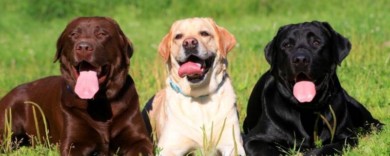 脾气温顺的动物 脾气温顺的动物生肖