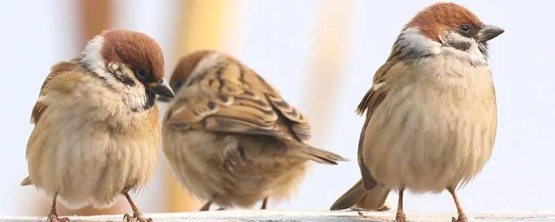 麻雀是几级保护动物吗（麻雀是几级保护动物吗为什么）