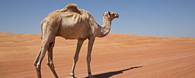 为啥骆驼吃仙人掌不扎嘴（为什么骆驼吃仙人掌不会扎嘴）