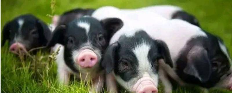 猪属于什么科目（驴属于什么科）