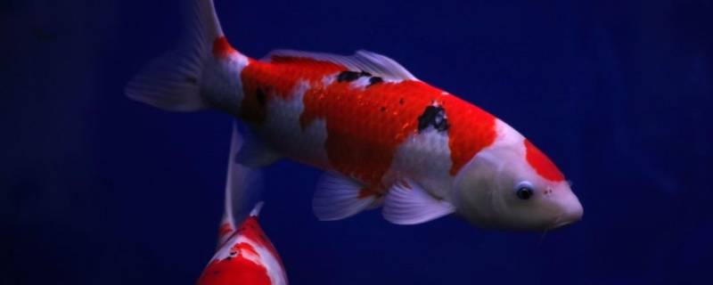 锦鲤什么意思网上（锦鲤是什么意思网络用语）