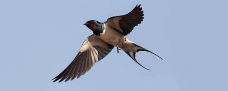 燕子尾巴像什么样子（燕子尾巴像什么样子比喻句）