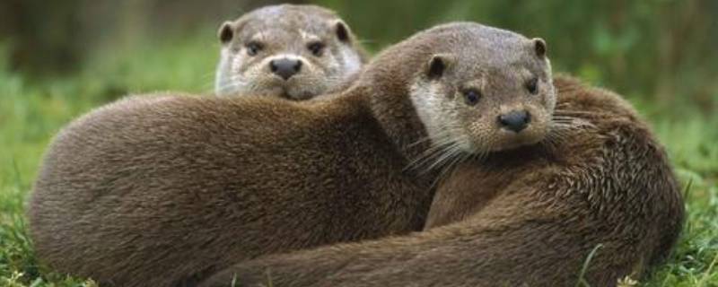 貂毛是什么动物 貂毛是什么动物的皮肤