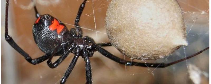 黑寡妇蜘蛛有毒吗（世界上最毒的蜘蛛第一名）