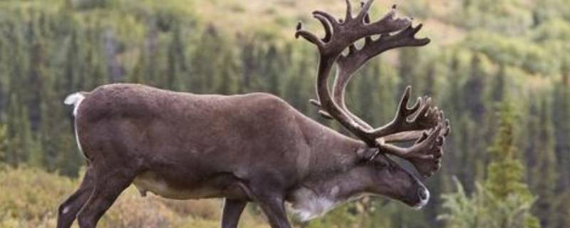 驯鹿和麋鹿的区别是什么（驯鹿和麋鹿的区别是什么图片）