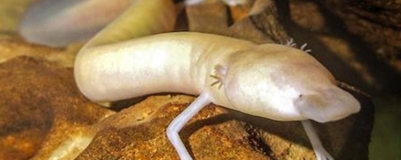 什么动物没有眼睛（什么动物没有眼睛没有脚）