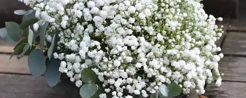 满天星的花语 满天星的花语蓝色