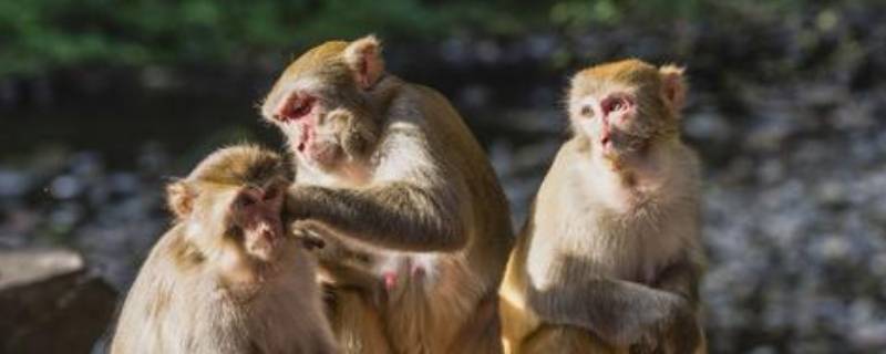 猴子能活多少年（猴子能活多少年兔子能活多少年）