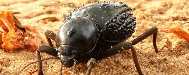 昆虫记蜣螂的外形和生活特征 《昆虫记》蜣螂外形特点