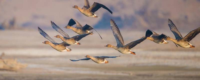 大雁往南飞的原因是什么（一年级题目大雁往南飞是因为什么）