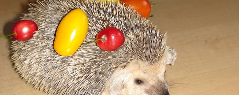 刺猬刺的作用和功能（刺猬刺的作用和功能怎么使用）