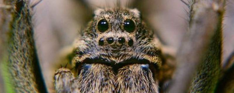 天生攀岩家是什么昆虫 天生攀岩家是谁昆虫