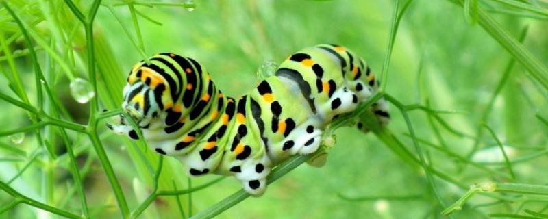 毛虫的毒素在哪里 毛虫的毒素在哪里萤火虫的攻击武器是什么