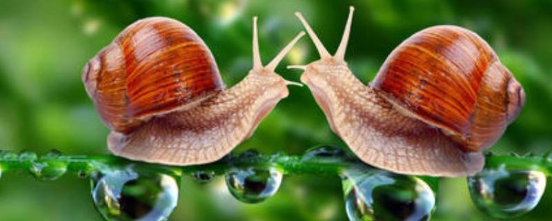 蜗牛的寓意和象征（蜗牛的寓意和象征成语）