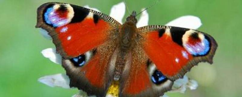 大孔雀蝶的生活环境（大孔雀蝶的生活环境是怎样的）