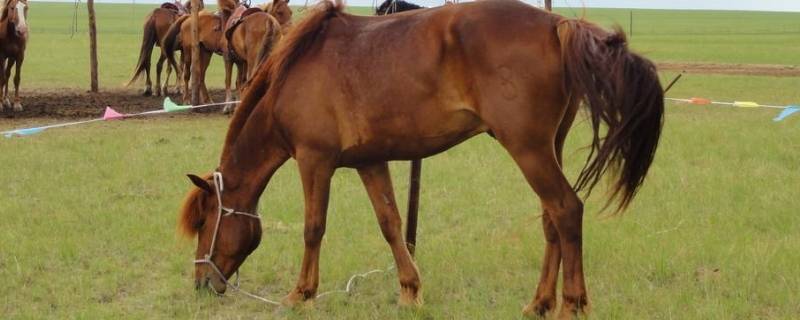 三河马三河牛的产地是（三河马三河牛的产地是哪里）