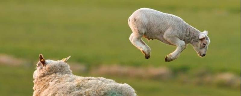 什么动物会跳（什么动物会跳舞）