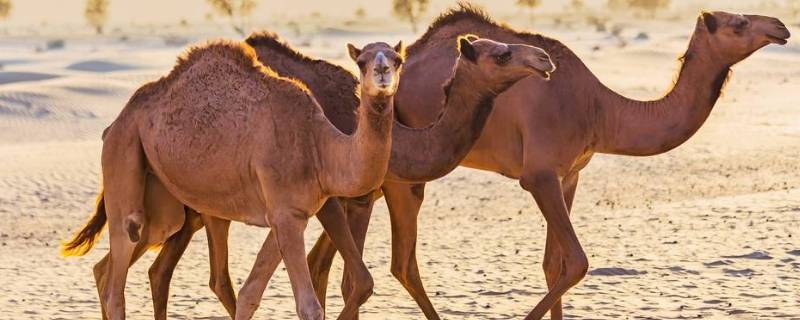 骆驼背上的两个峰起什么作用 骆驼背上的两个峰起什么作用呢