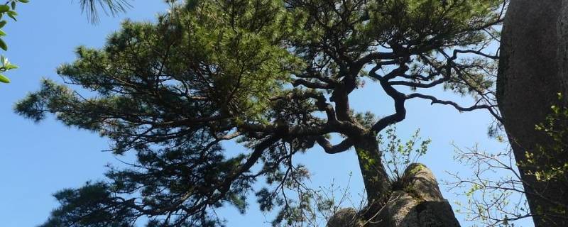 南方松树为什么没有松子 为什么南方也有松树