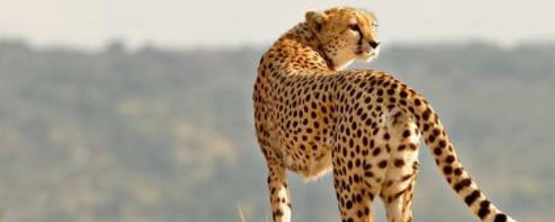 猎豹速度是多少公里 猎豹速度是多少公里持续多远