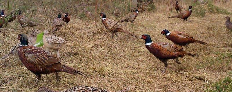 野鸡几级保护动物 野鸡退出国家二级保护动物