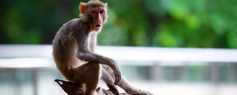 猴子尾巴的作用是（猴子尾巴的作用是保持平衡还是掌握方向）