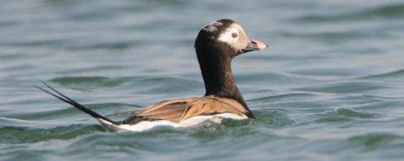 鸭子的尾巴像什么（鸭子的尾巴像什么仿写）