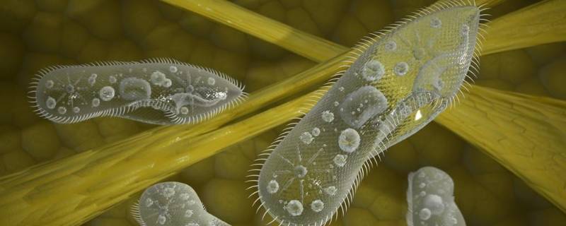 眼虫是植物还是动物（眼虫是植物还是动物的依据）