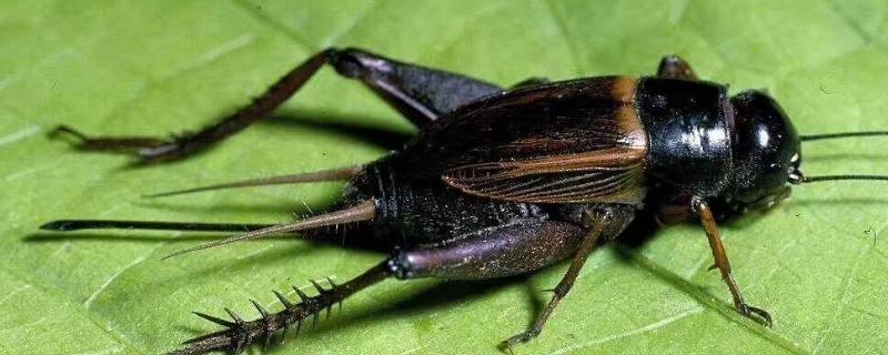 昆虫记中蟋蟀的外形和生活特征（昆虫记中蟋蟀的外形和生活特征300字左右）