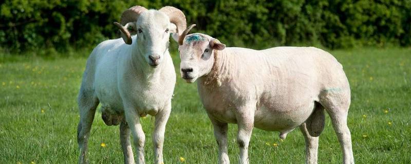 山羊的尾巴像什么（山羊的尾巴像什么样子）