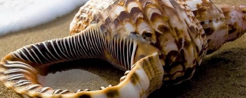 海岸边的动物都有什么（海岸边的动物都有什么生存本领）