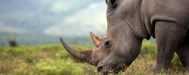 犀牛有几个角（犀牛有几个角图片）