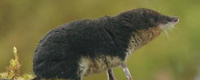 尖嘴老鼠是什么品种（尖嘴老鼠是什么品种的）