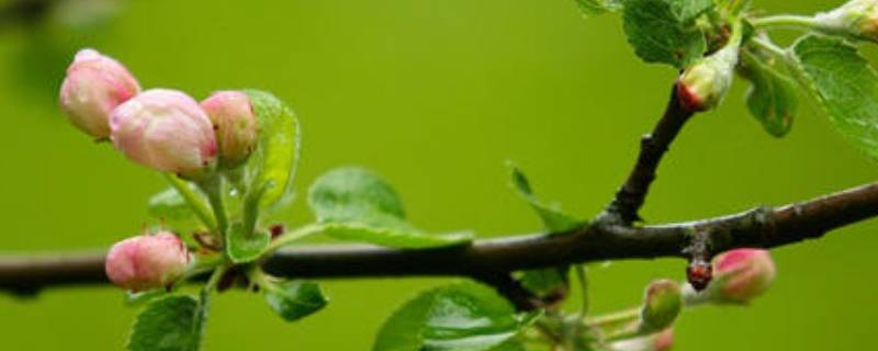 春天分为哪几个阶段 春天分为哪几个阶段春季三个阶段名称