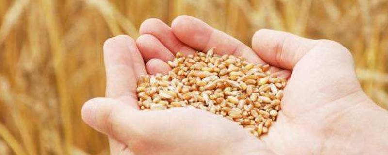 爱粮节粮小妙招 爱粮节粮小妙招手抄报