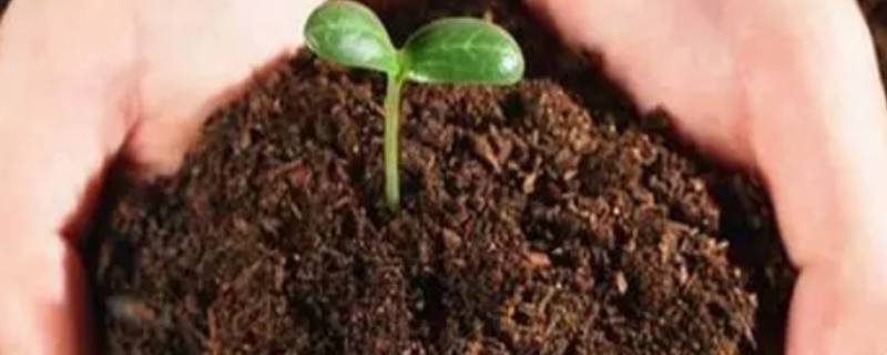 10斤营养土有多少升 10斤营养土大概多少升