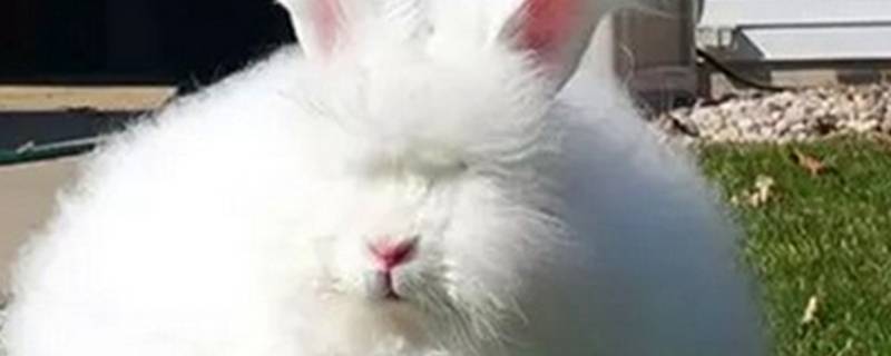 安哥拉毛是什么材质（安哥拉毛是什么材质做成的）