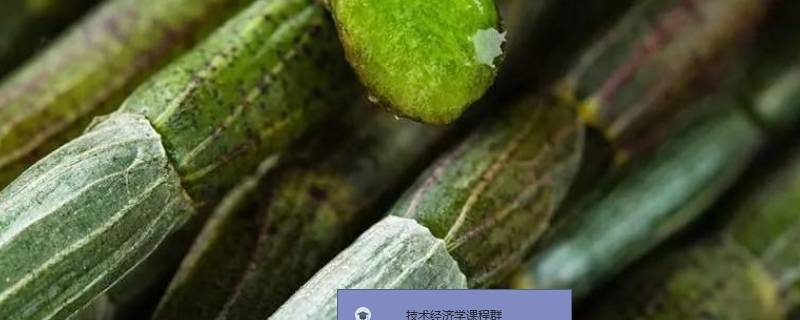 10克石斛有几粒 10克石斛有几粒呢