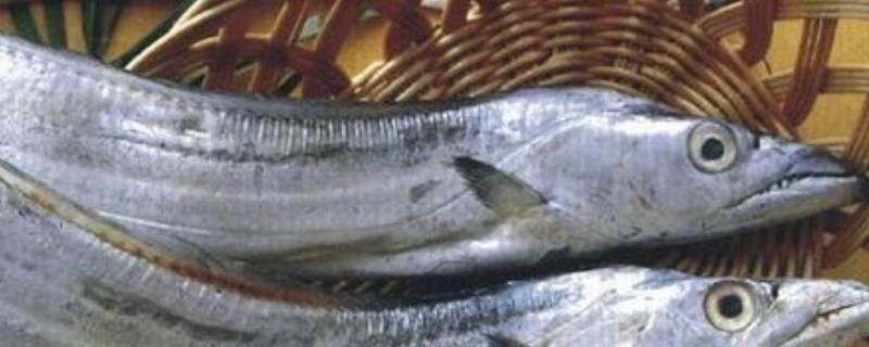 冻带鱼发红还能不能吃 冻带鱼发红还能不能吃呀