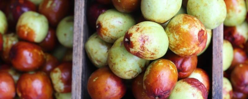 冬枣泡了糖精水的怎么看（如何鉴别冬枣是经过糖精水泡过的?）