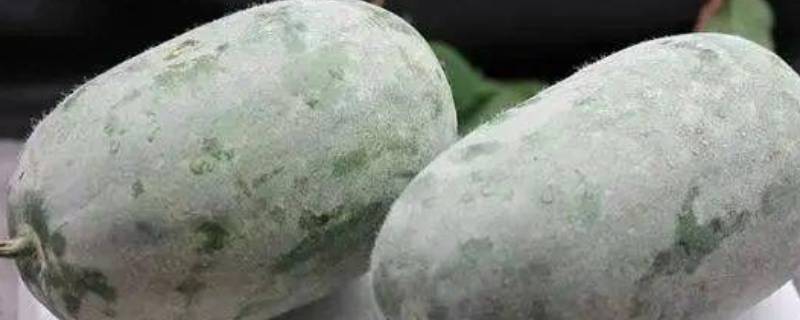 冬瓜皮上的白霜能吃吗（冬瓜皮上白霜的作用与功效）