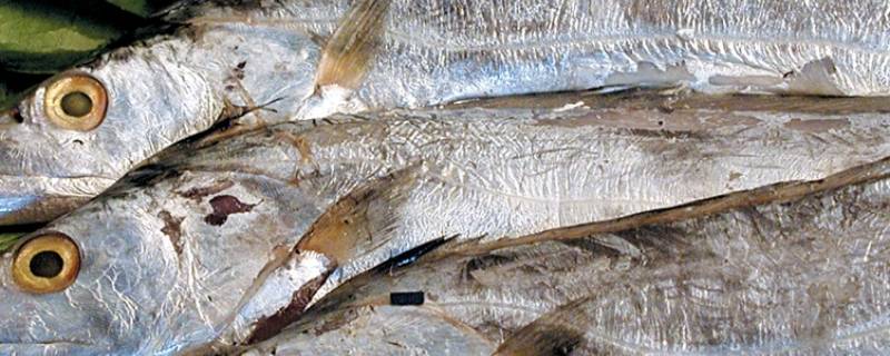 带鱼生活在海底多少米 带鱼有没有人工养殖的