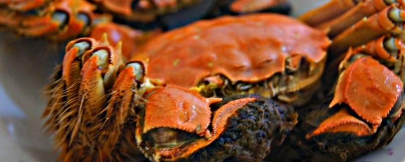 大闸蟹蒸的时候放什么 大闸蟹蒸的时候放什么调料