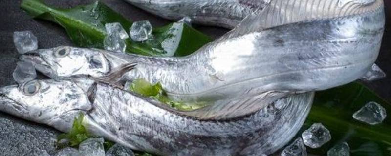带鱼如何保存不会发黄（带鱼如何保存时间久）