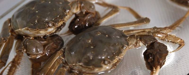 大闸蟹没熟吃了怎么办 大闸蟹没煮熟吃了怎么办