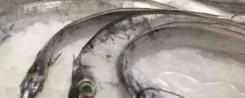 带鱼放冰箱2年还能吃吗（带鱼存放两年还能吃吗?）