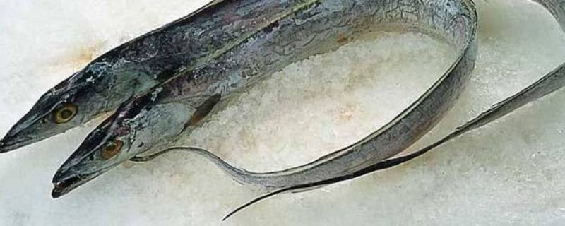 带鱼放冰箱发黄能吃吗（带鱼冻冰箱里发黄能吃吗）