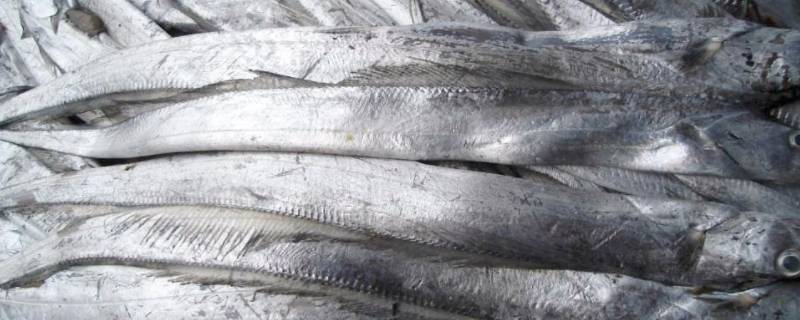 带鱼的规格是什么意思 带鱼的规格是什么意思啊