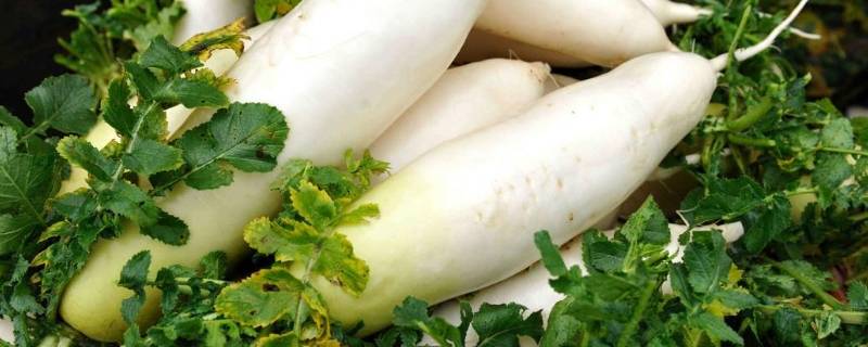 白萝卜要煮多久才熟 白萝卜要煮多久才熟